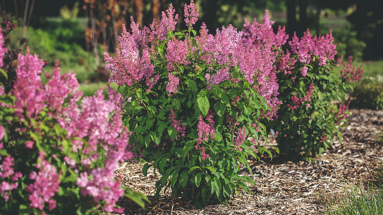 Syringa x prestoniae PINKTINI ('Jeftini') First Editions®-Serien