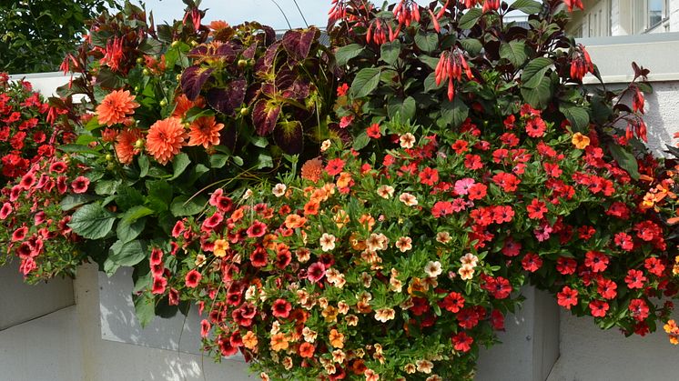Sommarblommor i heta färger