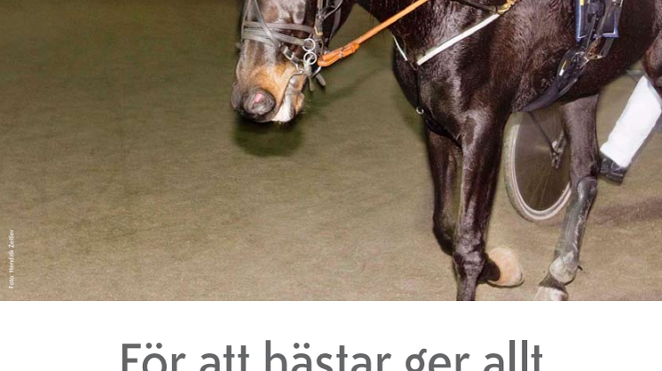 Rapport om travsport