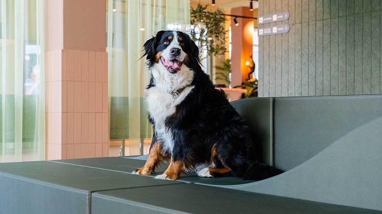 Hund i lobby på Citybox Kristiansand