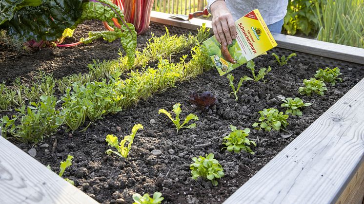 Ferramol Schneckenkorn kann an Zierpflanzen, Gemüsearten und Erdbeeren eingesetzt werden, ohne dass eine Wartezeit bis zur Ernte eingehalten werden muss. 