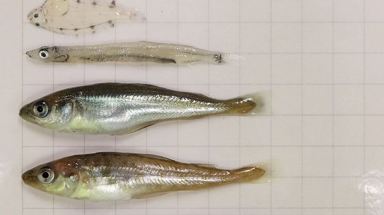 Fish different sizes