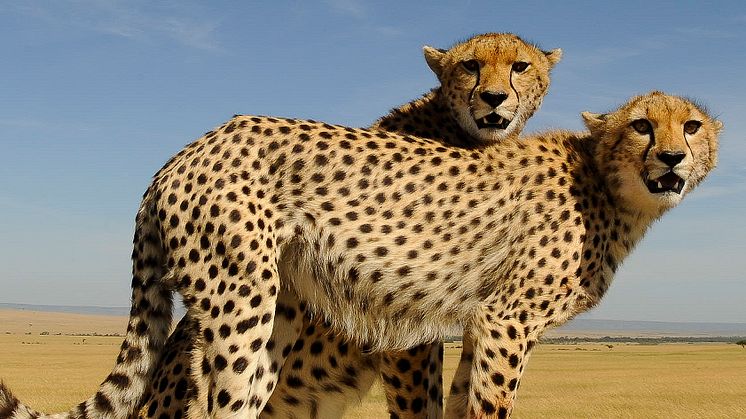 Gepard