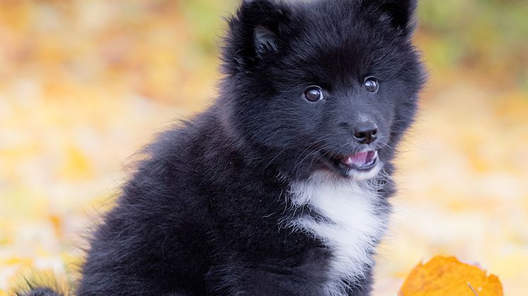 Siri är en blandras mellan finsk lapphund och isländsk fårhund 