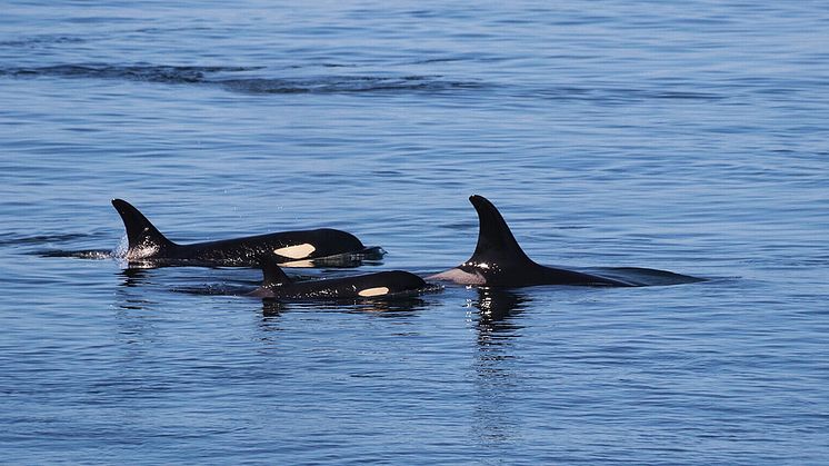 Orcas-(c)Oceans-Initiative-