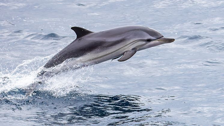 Dolphin from the ship