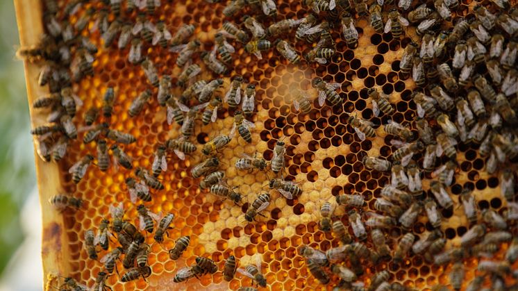 Nemiroff_local harvested honey (4)