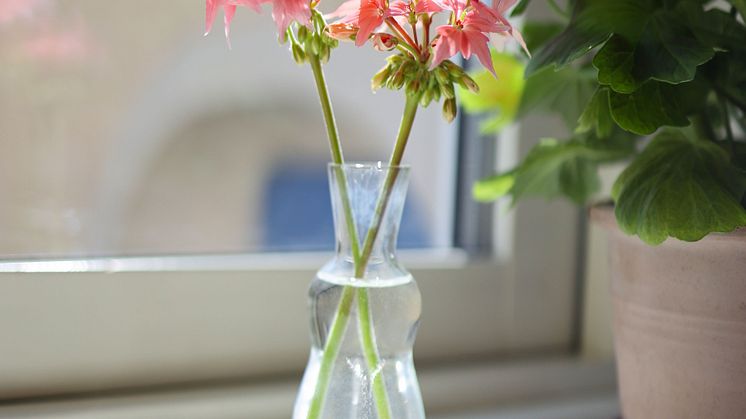 Årets Pelargon 2025 Pelargonium Summer Twist Rose foto SydGrönt (11).jpg