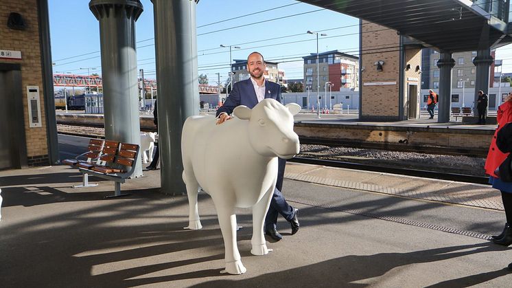 Cows about Cambridge
