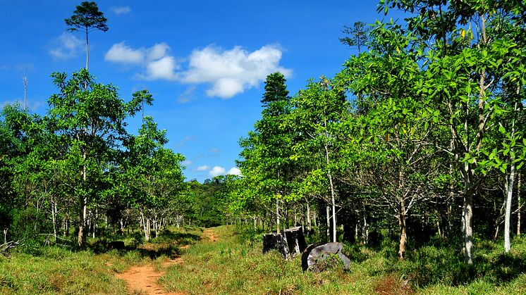 Amazonas