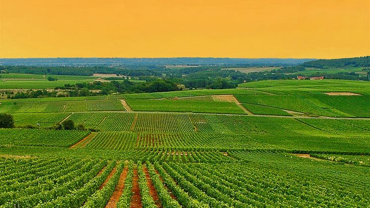 ABC – En inspirerande resa till vinidyllerna Alsace, Bourgogne, Champagne och Chablis!