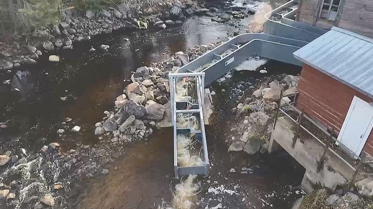 Ny uppfinning med flexibel fisktrappa i Storforsen 