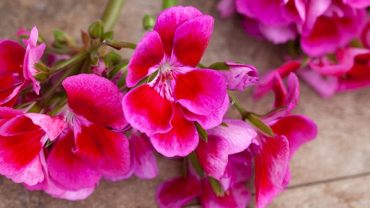 Årets Pelargon 2020 - en veritabel färgexplosion - Pelargonium  hortorum TANGO ’Deep Rose with Eye’