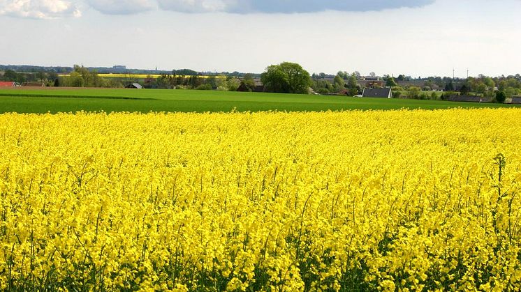 Nya svenska medborgare välkomnas lördagen den 11 juni 