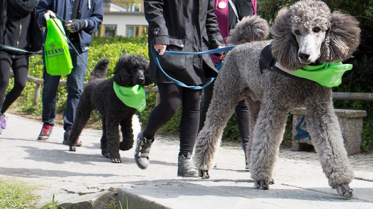 Charity Dog Walk 
