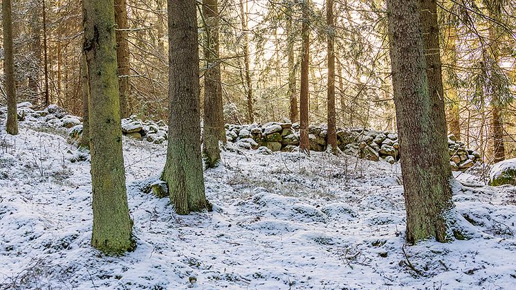 Vinterbild skog-1000px.jpg