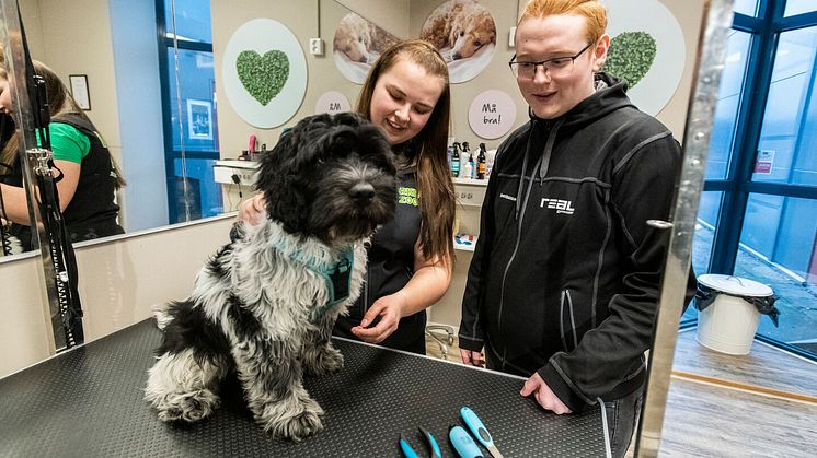 Pälsvård och hundfrisering