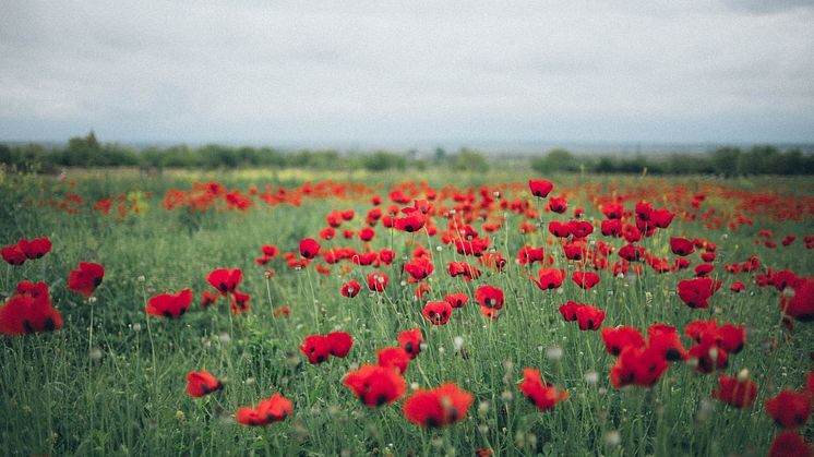 Photo by Elina Sazonova