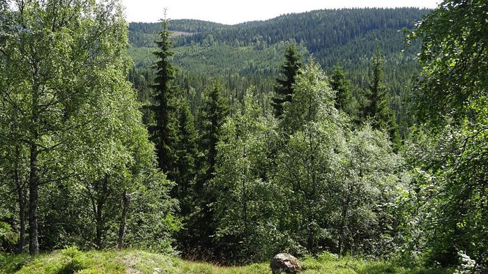 Fyra nya naturreservat i Värmland