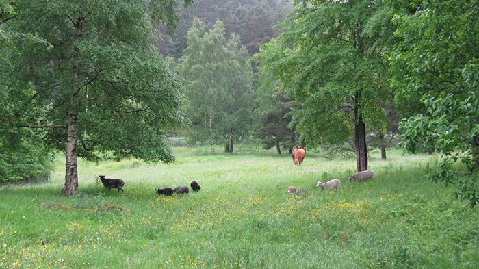 Det är Familjebostäder, Göteborgs stad och Bergsjön 2021 som står bakom arbetat att rusta upp Gärdsås mosse. Bild: Helena Engvall.