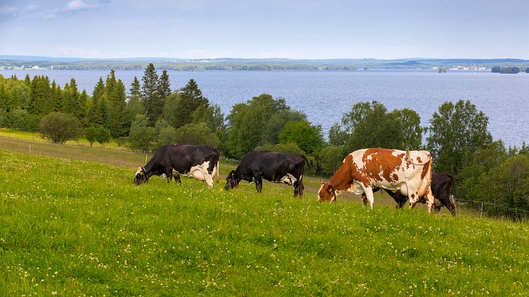 Endast en av fem norrlandskommuner har mål för lokalproducerade livsmedel