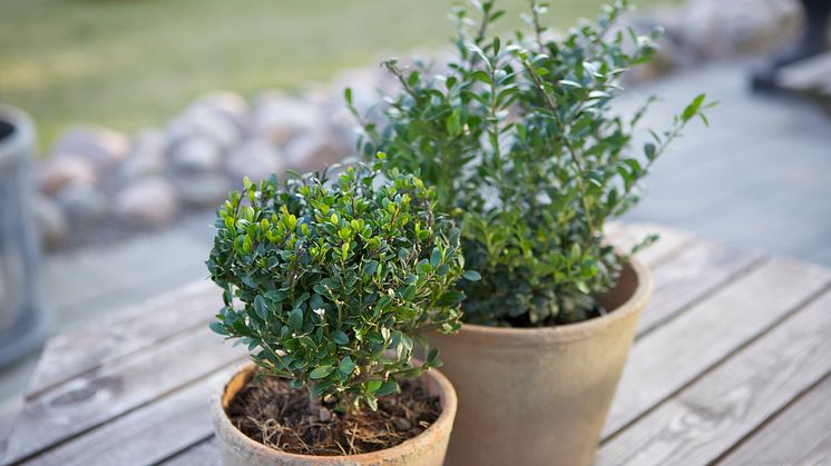 Ilex crenata 'Dark Green'