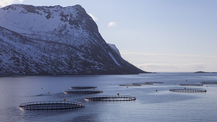 SalGard er en teknologi mot lakselus som samtidig ivaretar et godt miljø for laksen