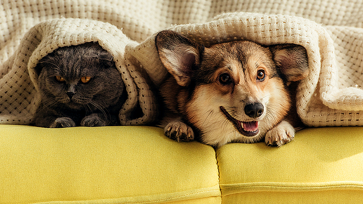 HUND OG KATT: Foreningen for omplassering av dyr har mange grasrotvenner.  Illustrasjonsfoto: Colourbox