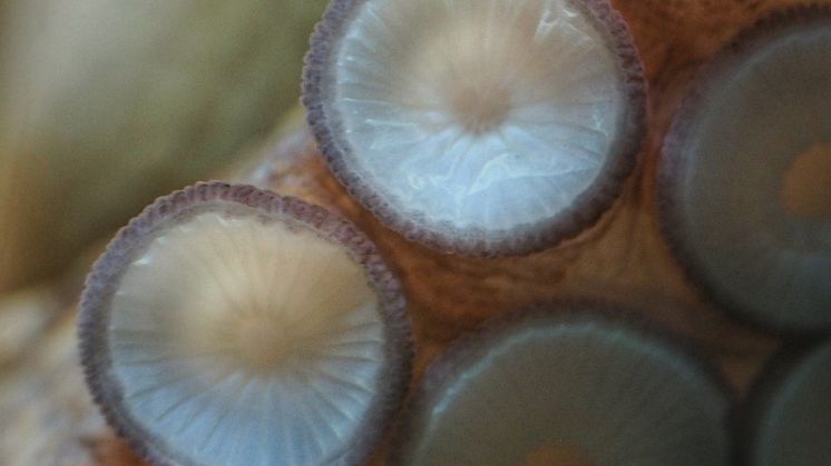 Octopus vulgaris sugkoppar foto Roger Jansson Havets Hus