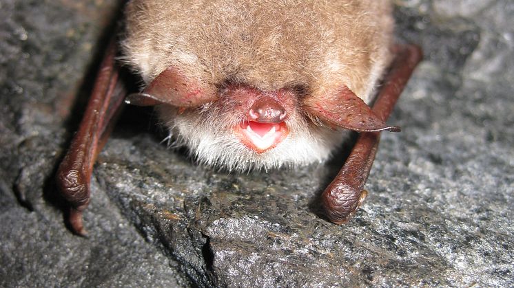 Bat night i Tabergs gruva på internationella fladdermusnatten 30 augusti