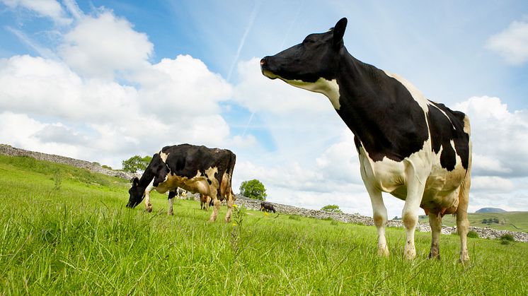 Arla kauft RTRS-Zertifikate für die gesamte Sojamenge in seinem Kuhfutter