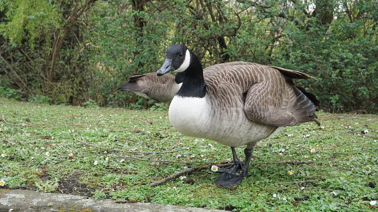 Naturreservat ved Fords fabrik i Dagenham 