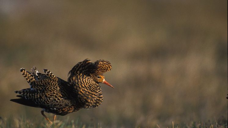 A ’supergene’ underlies genetic differences in testosteron levels and sexual behaviour in male ruff