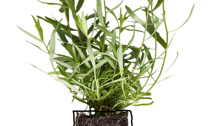 Dragon (Artemisia dracunculus)