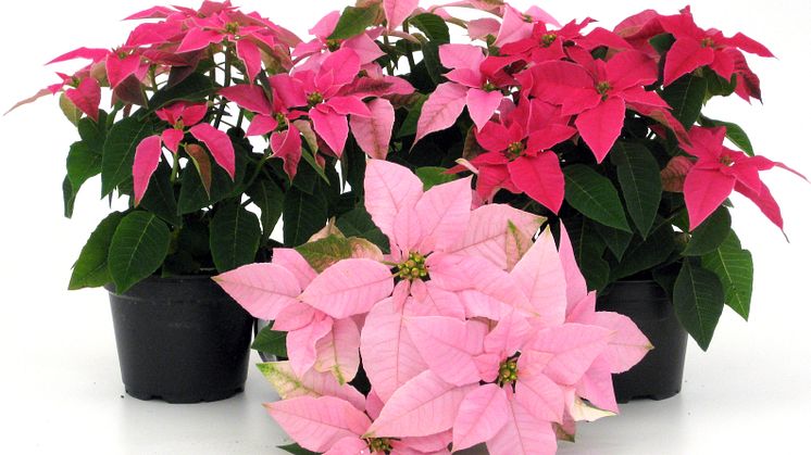 Lucka nr 16 - Pricettiastjärna i en Blomstrande Julkalender
