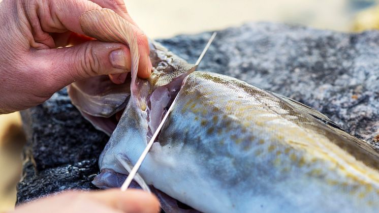 Norwegian seafood exports exceed NOK 71 billion in 2018 