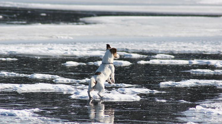 Akta er för tunna isar! 