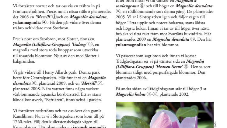 Magnoliavandring i centrala Örebro