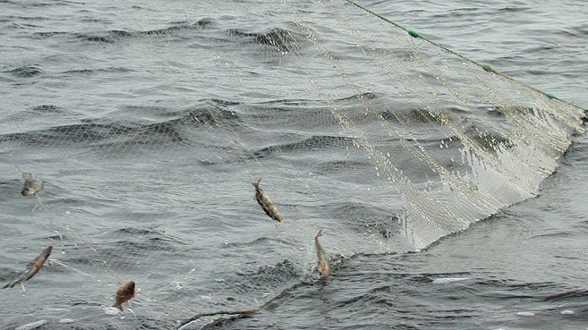 Under tre år fångar vi in fisk för att undersöka miljögifter
