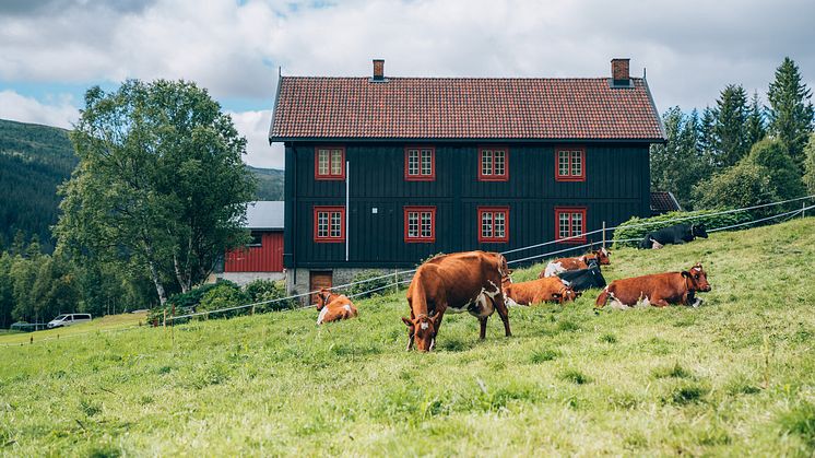 Reduserte kostnader og bedre marginer sørger for et godt førstetertial for TINE Gruppa
