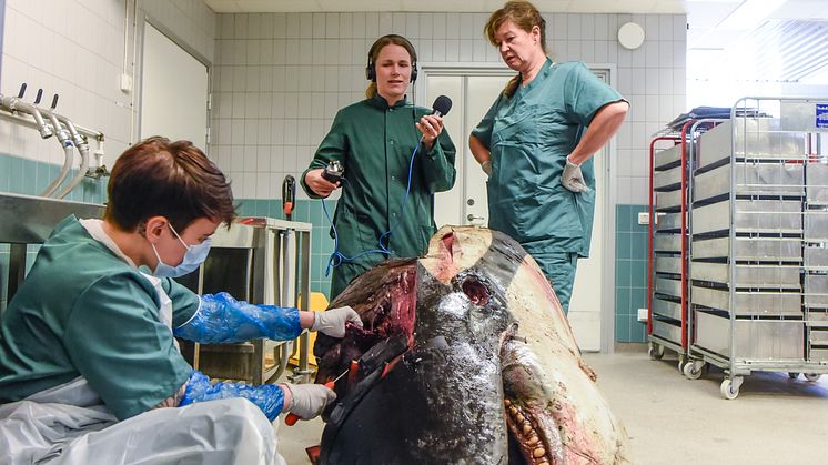 Undersökning av späckhuggare