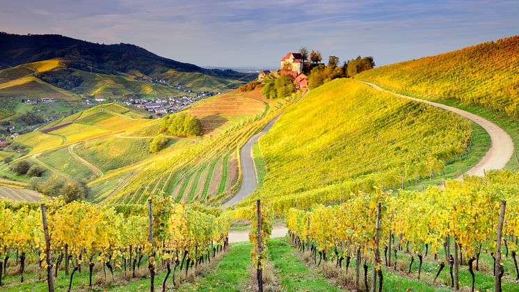 Durbach; Vineyards around Staufenberg Castle © Francesco Carovillano