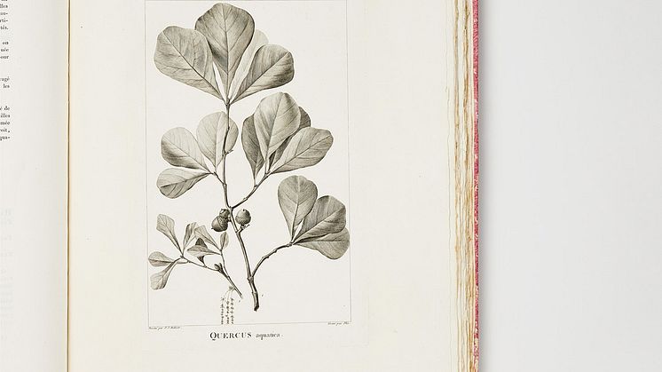 Monograph on American Oaks, Michaux