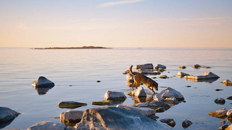 Källa: Doggy AB