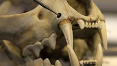 Spanska lodjur har överlevt trots extremt liten genetisk variation