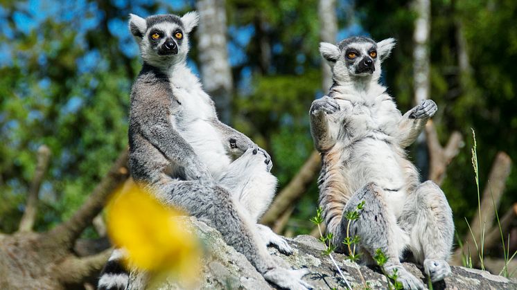 Furuvik lemur