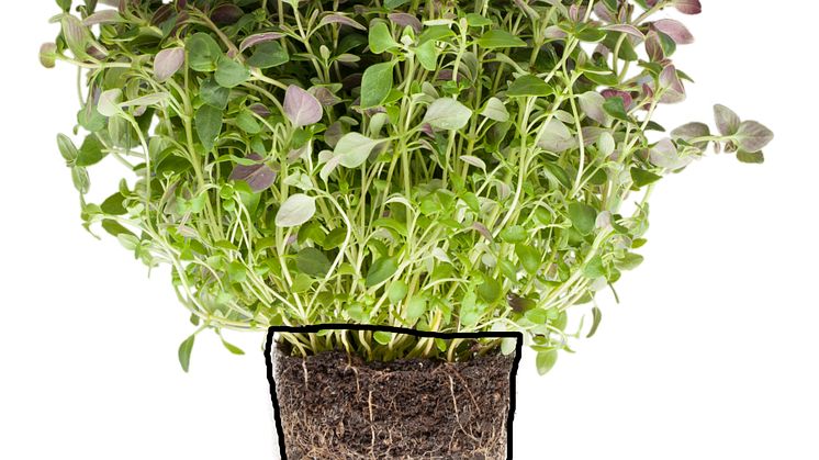 Timjan (Thymus vulgaris)