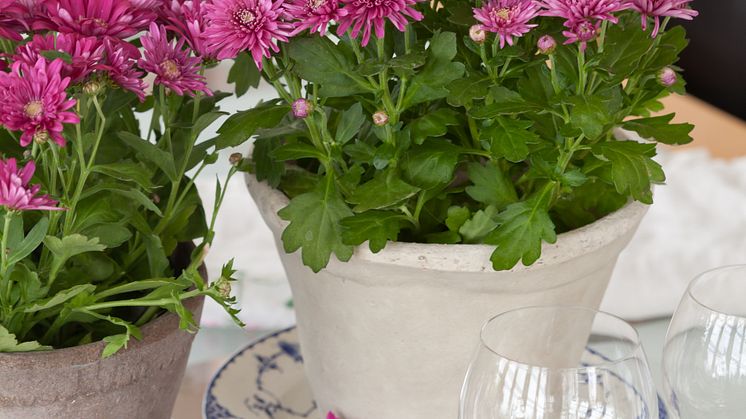 Chrysanthemum x morifolium