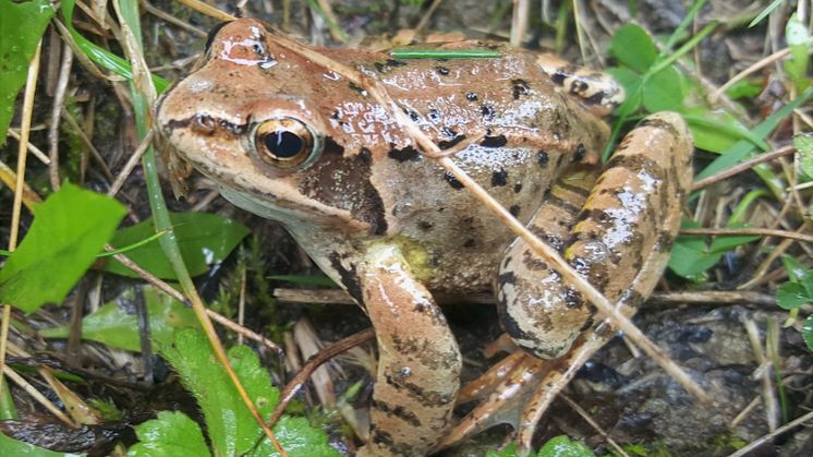 Rana temporaria, Common Frog.