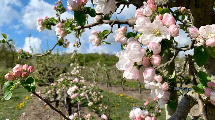 Det varmare klimatet ger rekordtidig äppelblomning